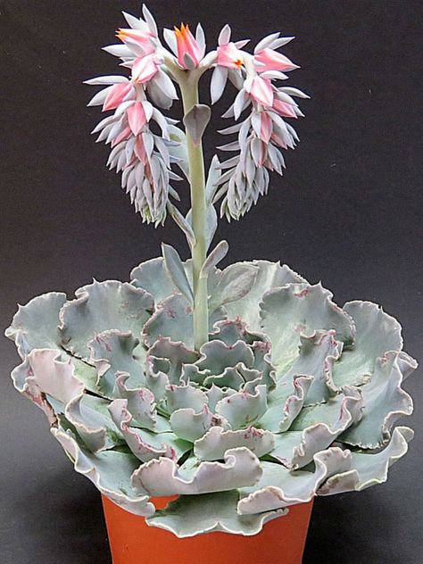 Succulent Flowers Branches Joining to Make a Heart:  A.I Succulents That Flower, Big Succulents Plants, Flower Succulents, Cool Succulents, Beautiful Succulents, Succulent Flowers, Blooming Succulents, Drought Tolerant Perennials, Grow Wildflowers