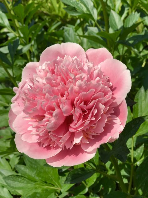 Peony Etched Salmon Etched Salmon Peony, Peony Garden, Plant Combinations, Pink Vibes, Private Garden, Horticulture, Etching, Front Yard, Peonies