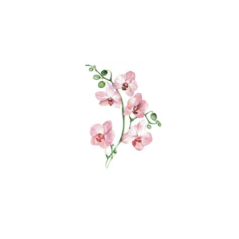 Impatient Flower Tattoo, Orchid Color Tattoo, Impatients Flowers Tattoo, Orchid Tattoo Color, Pink Orchid Tattoo, Mugunghwa Tattoo, Orchid Line Drawing, Orchid Tattoo Minimalist, Bougainvillea Tattoo