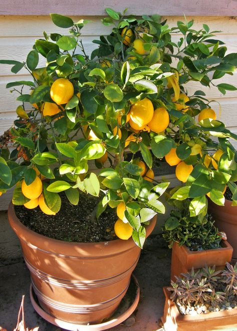 Indoor Lemon Tree, Lemon Plant, Meyer Lemon Tree, Tattoo Plant, Citrus Plant, Best Indoor Plants, Citrus Trees, House Plants Decor, Flowers Wallpaper