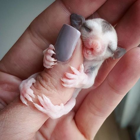 Tiny Baby Sugarglider Sugar Glider Care, Sugar Glider Baby, Sugar Glider Pet, Persian Kitty, Newborn Animals, Flying Squirrels, Training Puppies, Small Deer, Cute Animals To Draw