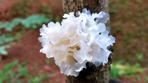 White Fungus: Benefits, Uses, and What to Know Skin Fungus, Mushroom Farming, Face Cream Recipe, Mushroom Benefits, Slime Mold, Gastrointestinal Disease, Chai Recipe, Slime Mould, Edible Mushrooms