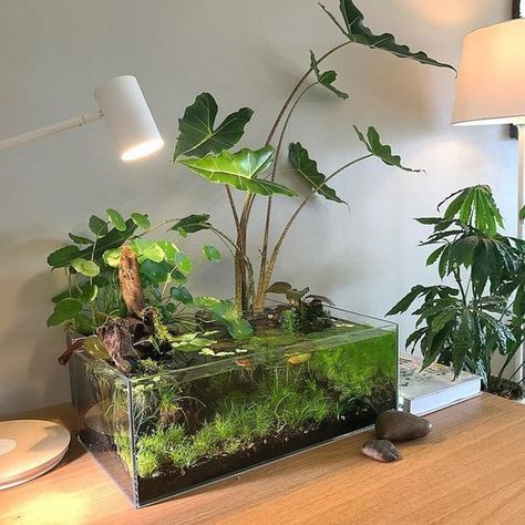 Tanaman Air, Indoor Pond, Taman Air, Fish Tank Terrarium, Indoor Water Garden, Aquarium Terrarium, Aquascape Aquarium, Aquaponics System, Aquarium Design