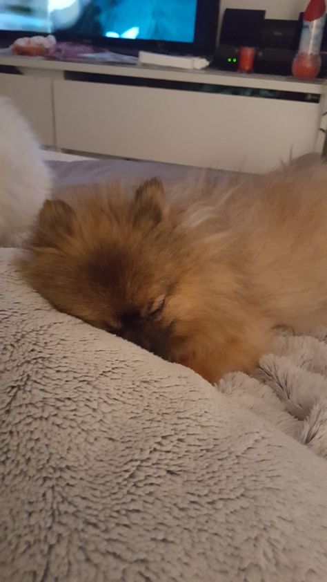 My Pomeranian sleeping. Pomeranian Puppy Aesthetic, Pomeranian Sleeping, Sky Pics, Fake Acc, Pomeranian Puppy, Pomeranian Dog, Night Vibes, Sleeping Dogs, Cute Dogs And Puppies