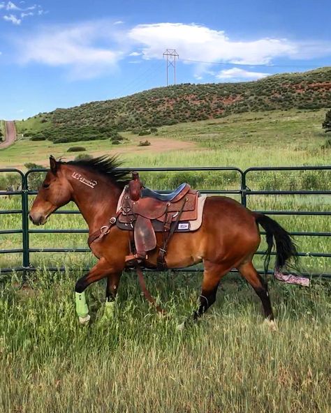 @brookechamp101 on Instagram: “Champ is too handsome for his own good! 😍 Can we just skip to spring now? 😂😭” #BLM #Mustang #Horse American Mustang Horse, Mustang Training, Blm Mustang, Mustangs Horse, Mustang Makeover, Mustang Horses, Horse Adventure, Wild Horses Mustangs, Rodeo Horses