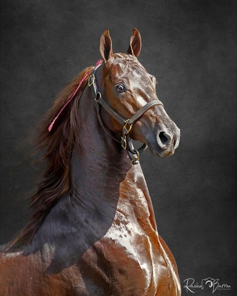 American Saddlebred Horses, Hyperrealism Paintings, Warmblood Horses, Walking Horse, Pony Breeds, Headshot Poses, American Saddlebred, Brown Horse, Horse Drawings