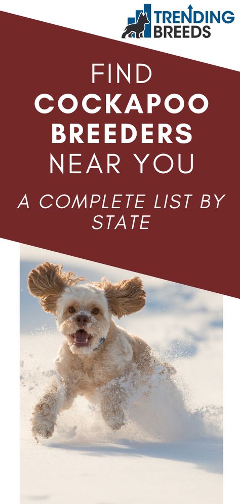 A complete and up-to-date list of Cockapoo breeders in the US. If there's not a breeder near you, you can find a breeder who will ship your puppy to you! Miniature Cockapoo, Cavapoo Breeders, Cockapoo Breeders, Cockapoo Puppies For Sale, Cockapoo Dog, Cockapoo Puppies, Cavapoo Puppies, Patio Rugs, Cool Boots