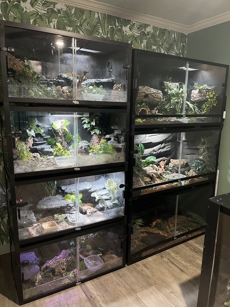 This is the wall in my reptile room! It features 3 4x2x2 Dubia Roach Enclosures, and 4 36x18x18 Dubia Roach Enclosures. New customers get 15% off bug orders using the link on this pin. :) Snake Set Up Ideas, Reptile Room Ideas Snake Cages, Cool Reptile Enclosures, Uromastyx Lizard Enclosure, Naturalistic Reptile Enclosure, Reptile Room Setup Ideas, Snake Room Ideas, Dubia Roaches Setup, Reptile Bedroom