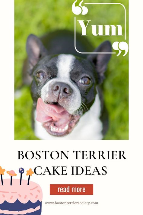 Do you love Boston Terriers? Do you love cake? If the answer to both of those questions is yes, then you’re in for a real treat! In this blog post, we will be showcasing some fantastic Boston Terrier cake ideas out there. So get ready to drool – these cakes are absolutely amazing! Cake Ideas Buttercream, Boston Terrier Cake, Buttercream Cupcakes, Boston Terriers, Love Cake, Cake Ideas, Boston Terrier, Boston, Blog Post