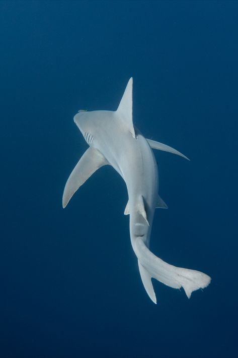 Sea Puppies, Wobbegong Shark, Ground Shark, Silly Sharks, Sandbar Shark, Sand Shark, Silky Shark, Shark Stuff, Shark Pictures