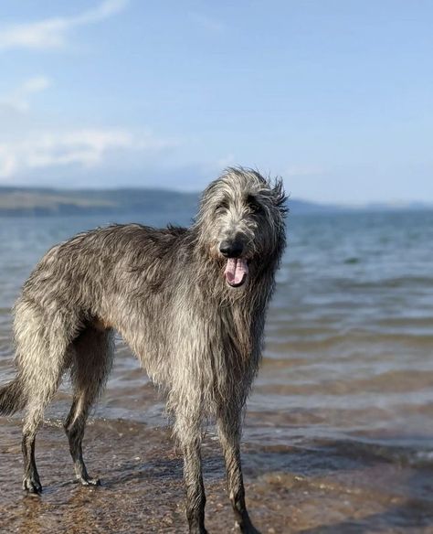 Intimidating Dog Breeds, Scottish Wolfhound, Deer Hound, Belgian Dog, Dog Types, Sight Hounds, Scottish Deerhound, All Breeds Of Dogs, Disabled Dog