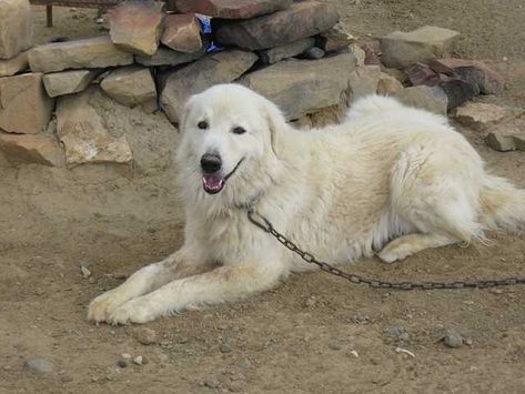 The maremma Sheepdog dog breed profile includes temperament, training, health, care, photos and more. Maremma Dog, Italian Dogs, Maremma Sheepdog, Livestock Guardian Dog, Small Puppy, Livestock Guardian, Long Haired Dogs, Dire Wolf, Best Dog Breeds