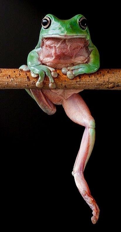 Green Tree Frog Drawing, Australian Green Tree Frog, Australian Tree Frog, Australian Lizards, Frog Reference, Draw Frog, American Green Tree Frog, Frog Photography, Creature Reference