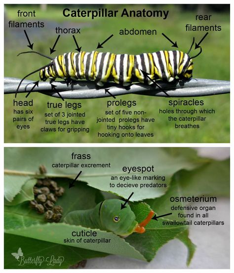 Butterfly Raising, Butterfly Unit Study, Drawing Insects, Raising Monarch Butterflies, Raising Butterflies, Butterfly Facts, Monarch Butterfly Garden, Butterfly Stuff, Butterfly Board