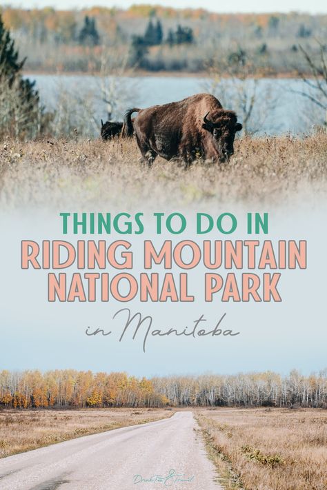 Looking for a Canadian adventure filled with wildlife, hiking, lakes, and sunsets? You need to plan a visit to Riding Mountain National Park in Manitoba! Learn how to get to Riding Mountain, what to do in Riding Mountain National Park, the best hikes, and more. And don’t forget where to see bison in Manitoba! #RidingMountainNationalPark #Manitoba #Bison #TravelManitoba #TravelCanada Canadian Travel Destinations, Riding Mountain National Park, Manitoba Travel, National Park Camping, Travel North America, Canada Travel Guide, Canadian Travel, Sailing Adventures, Manitoba Canada