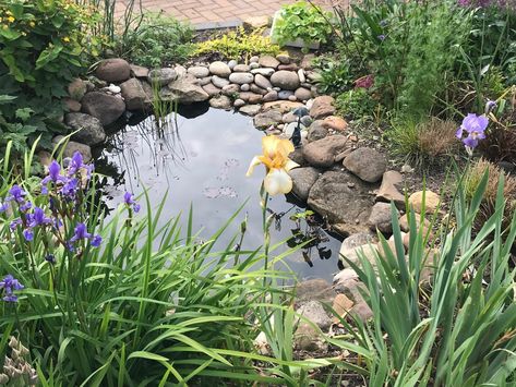 Small Pond Ideas, Small Backyard Ponds, Small Water Gardens, Ponds For Small Gardens, Bog Garden, Garden Ponds, Garden Pond Design, Garden Water Feature, Small Pond