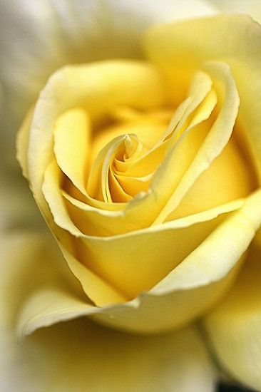 My favorite flower of all time. Yellow rose. It possesses a stunning beauty all its own. Lemon Lush, Rose Belle, Coming Up Roses, Colorful Roses, Love Rose, Mellow Yellow, Shades Of Yellow, Beautiful Blooms, Rose Garden