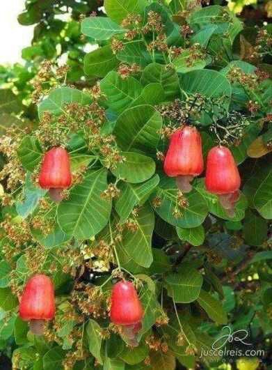 cashew nut and friuts (munthiri) is one of the famouse in unjini Cashew Nut Tree, Brazilian Fruit, Cashew Tree, Giant Vegetable, Fruits And Vegetables Pictures, Fruit Tree Garden, Buah Naga, Vegetable Pictures, Fruits Photos