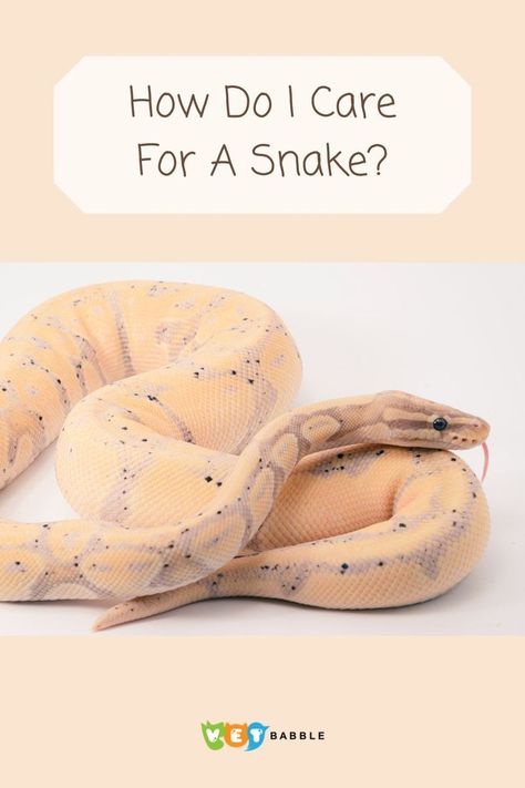 Snake Snake Care For Beginners, Pet Snakes For Beginners, Snake Breeds, Snake Care, Snake Enclosure, Baby Snakes, Reptile Care, Types Of Snake, Snake Shedding