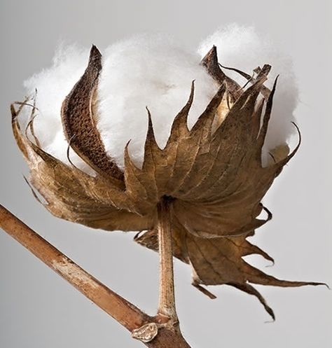 Alabama snow Cotton Boll, Cotton Fields, Cotton Plant, Product Shoot, Farmhouse Art, Seed Pods, Organic Clothing, Cotton Ball, Natural Forms