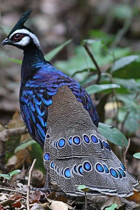 Polyplectron napoleonis, Palawan Peacock-pheasant. Endemic to the Philippines, the Palawan peacock-pheasant is found in the humid forests of Palawan Island in the southern part of the Philippine archipelago. Peacock-pheasants are highly invertivorous, taking isopods, earwigs, insect larvae, mollusks, centipedes and termites as well as small frogs, drupes, seeds and berries. Calls include a harsh grating “skrark!” or sharp “skrik!” Peacock Pheasant, Palawan Island, Best Countries To Visit, World Most Beautiful Place, Dream Vacations Destinations, Places In The World, Airbrush Art, Palawan, Pretty Birds