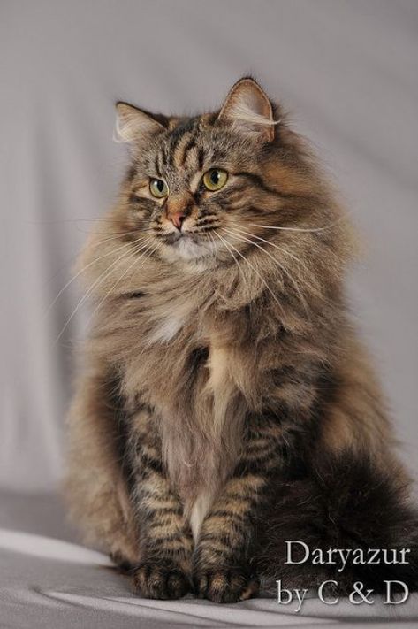 Evènes de Daryazur brown mackerel tortie tabby female Siberian cat by C & D Photo via Flickr #feline #mainecoon #cat Siberian Forest Cat, Söt Katt, Image Chat, Siberian Cat, Orange Tabby Cats, Forest Cat, Norwegian Forest Cat, Fluffy Cat, Cute Cats And Kittens