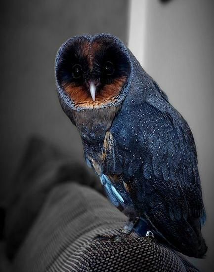 Pin on ^ o ^ Black Barn Owl, Barn Owls, Black Barn, Animal References, Barn Owl, Little Animals, Birds Of Prey, Birds Of A Feather, Cute Little Animals