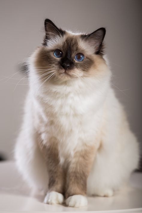 Birman Cat Breed Health and Care | PetMD Birman Kittens, Gato Ragdoll, Birman Cat, Kitten Photos, Cat Themed Gifts, Raining Cats And Dogs, Gorgeous Cats, Love Cat, Cat Breed