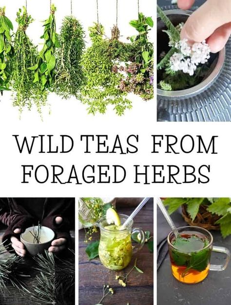 Herbal Eats, Wild Tea, Medicinal Wild Plants, Medicine Garden, Wild Tree, Homemade Cough Remedies, Winter Health, Wild Foraging, Wild Food Foraging