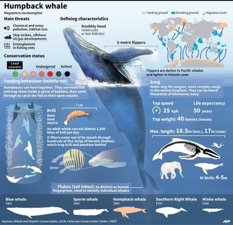 Humpback whale Fauna Marina, Marine Biologist, Marine Conservation, Oceanography, Oceans Of The World, Marine Mammals, Animal Facts, Marine Biology, Humpback Whale