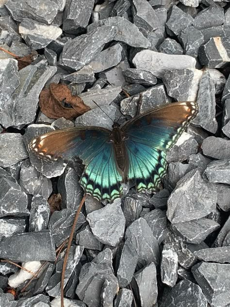 Brown And Blue Butterfly, Turquoise And Brown Aesthetic, Black And Cyan Aesthetic, Blue Brown Aesthetic, Blue And Brown Aesthetic, Water Room, Brown Butterfly, Butterfly Background, Brown Teal