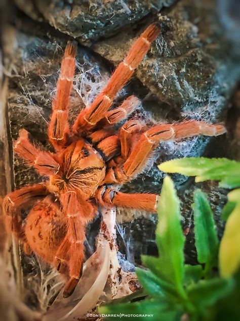 My Pterinochilus Murinus (Orange Baboon Tarantula) "Tango" Orange Baboon Tarantula, Pet Tarantula, Poisonous Spiders, Arachnids Spiders, Spiders And Snakes, Types Of Spiders, Orange Spider, Cool Insects, Itsy Bitsy Spider