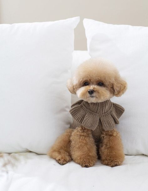 Dogs In Cute Outfits, Dog Dressed Up, Cute Dogs In Clothes, Cute Outfits For Dogs, Maltipoo Outfits, Cute Dogs Clothes, Luxury Dog Clothes, Dog With Clothes, Cute Dog Outfits