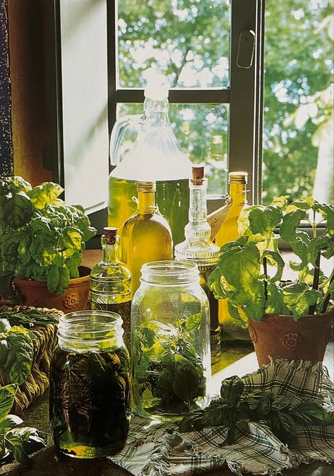 Plant Glass Jar, Herbs In Jars Aesthetic, Plants In Jars Aesthetic, Glass Jar Aesthetic, Windowsill Plants Aesthetic, Glass Jar Photography, Plant Guy Aesthetic, Glass Jars Aesthetic, Plant Science Aesthetic