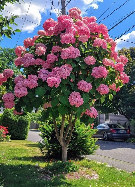 homemade haven: recipes, decor, diy and garden ideas | To encourage your Strawberry Vanilla hydrangea (Hydrangea paniculata 'Renhy') to bloom, follow these guidelines tailored specifically for hydrangeas: | Facebook Hydrangea Tree Landscaping, Vanilla Hydrangea, Vanilla Strawberry Hydrangea, Hydrangea Tree, Flower Trees, Hydrangea Landscaping, Sketch Reference, Dream Plants, Domestic Bliss