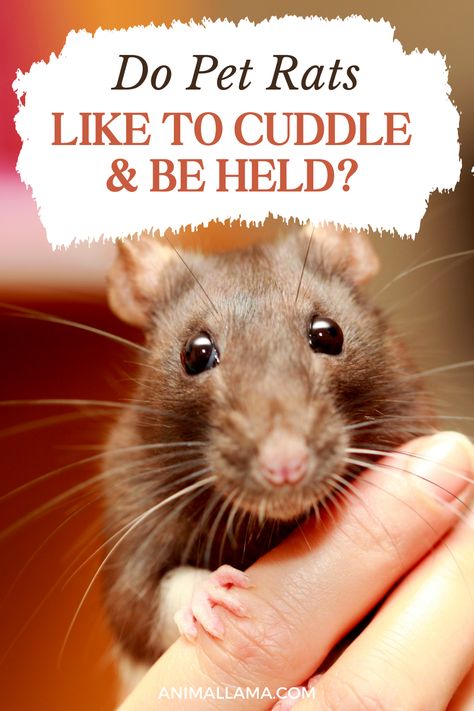 Are you considering adding pet rats to your family? You may wonder if these tiny creatures enjoy snuggling and showing affection to their owners. Which brings the question - do pet rats like to cuddle and be held by their humans? See the results of a survey responded by 150 rat owners! Pet Rats Cute Pictures, Rats As Pets, Rat Body Language, Pet Rat Cages Ideas, Rat Habitat, Rat Cage Ideas, Types Of Rats, Rat Accessories, Pocket Puppies