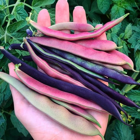 @urbanveggiepatch on Instagram: “We are getting handfuls of beans on the daily now. Have I mentioned I love Summer? I’m growing Purple King, Red Swan and Blue Lake Beans…” Red Swan, Purple Vegetables, Purple Beans, Purple King, Bean Varieties, Kitchen Gardens, Fruits And Flowers, Purple Garden, I Love Summer