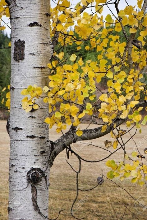 Yellow Birch Tree, Birch Tree Photos, Birch Trees In Fall, Tree Close Up, Burch Tree, Library Forest, Birch Tree Photography, Birch Tree Leaves, 자작나무 그림