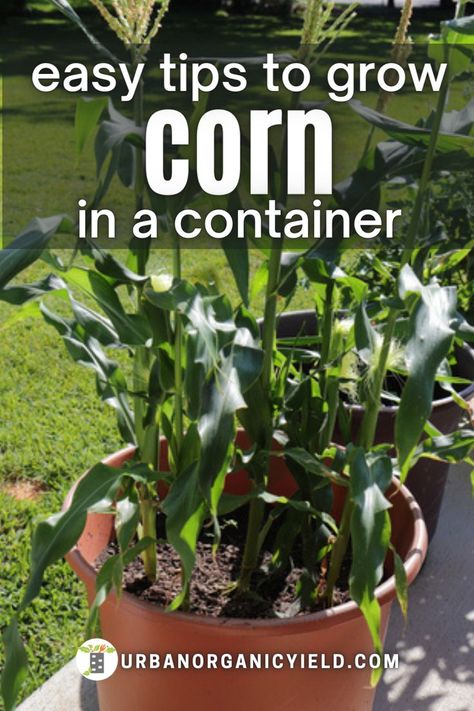 Growing Sweet Corn, Grow Corn, Gemüseanbau In Kübeln, Growing Vegetables In Pots, Garden Landscaping Ideas, Growing Corn, Patio Design Ideas, Bucket Gardening, Container Vegetables