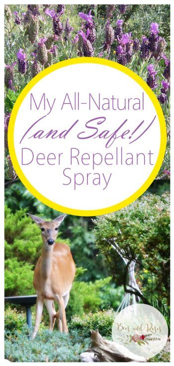 Animal Repellent For Gardens, Natural Deer Repellent For Plants, Natural Deer Repellent, Diy Deer Repellent Spray, Homemade Deer Repellent Spray, Deer Repellent Homemade, Diy Deer Repellent, Homemade Deer Repellant, Deer Repellant Plants