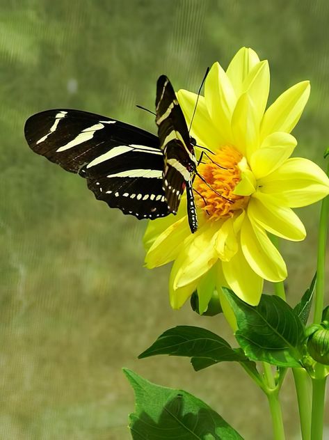 Beautiful Butterfly Images, Zebra Butterfly, Wing Butterfly, Butterfly Image, Types Of Butterflies, Yellow Flower Print, Beautiful Butterfly Photography, White Peacock, Butterfly Images