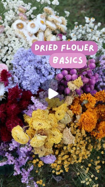 Jenna Meadows | Meadows Flower Farm on Instagram: "Here is when to harvest these as fresh flowers for the best success with drying:   Gomphrena-  when blooms have their full color + stems feel sturdy (flowers aren’t flopping everywhere) Celosia- when stems feel sturdy when given a little shake (not floppy) (also before they go to seed or you’ll have seeds everywhere!) Peonies- newly opened blooms (darker colors dry best!) Ammobium- when the first yellow center is showing on the stem (others will open as they dry) Ranunculus- newly opened blooms (most fragile of this list, handle with care when dry)  Marigolds- fully opened blooms (as long as not super old and falling apart there is flexibility on harvest time for drying) Zinnias- when blooms are developed fully and stems feel sturdy (not f Drying Zinnias, Dried Zinnias, Dried Dahlias, Dry Well, Harvest Time, Flower Farm, Ranunculus, Fresh Flowers, Dark Colors