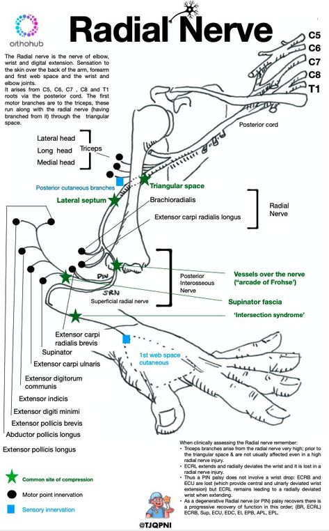 Home / Twitter Anatomy Diagrams, Relax Tips, Tom Lewis, Nerve Anatomy, Study Sheets, Pa Life, Radial Nerve, Ulnar Nerve, Median Nerve