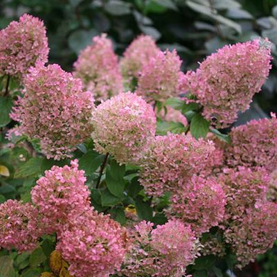 It's Showtime for Panicle Hydrangeas! | Grow Beautifully Hydrangea Paniculata Bobo, Panicle Hydrangea Landscaping, Bobo Hydrangea, Hardy Hydrangea, Rose Fertilizer, Hydrangea Landscaping, Hydrangea White, Edging Plants, Garden Sanctuary