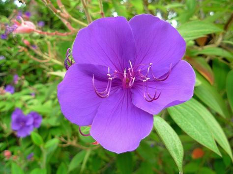 The princess flower plant is an exotic shrub, sometimes reaching the size of a small tree. Care of princess flower is easy and uncomplicated. Read this article to learn more. Types Of Shrubs, Flower Bush, Tropical Flower Plants, Flowers Growing, Flora Flowers, Princess Flower, Garden Shrubs, Garden Landscape Design, Tropical Landscaping