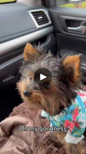 135K views · 3.2K reactions | He’s one spoiled puppy! Chip loves his weekly Starbucks date with mama for a pup cup!  #yorkiesoftiktok #yorkie | Mini Yorkie | Mini Yorkie · Original audio Starbucks Date, Mini Yorkie, Spoiled Puppy, Pup Cup, Teacup Yorkie, Cat Ideas, Min Pin, Tiny Puppies, Yorkie Puppy