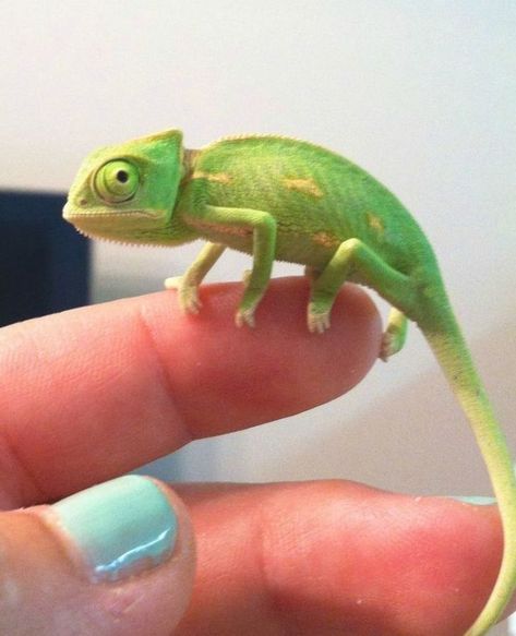 Types Of Chameleons, Baby Chameleon, Veiled Chameleon, Chameleon Lizard, Cute Lizard, Cute Reptiles, Chameleons, Reptiles Pet, Reptiles And Amphibians