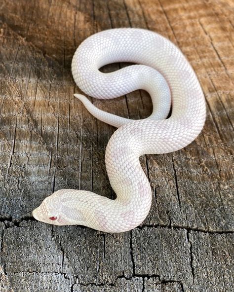 Snow Conda (Yeti) Western Hognose by R C Royal Morphs Hognose Morphs, Western Hognose, White Snake Pet, Hognose Snake Morphs, Tricolor Hognose Snake, Milk Snake, Western Hognose Snake Morphs, Animal Fails, Hognose Snake