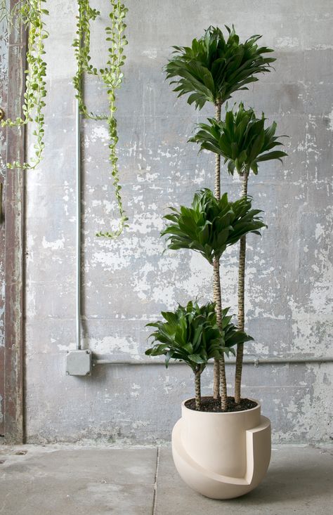 Light & Ladder floor planter Oversized Planters, Indoor Tree, نباتات منزلية, Indoor Trees, Floor Plants, Plant Decor Indoor, Interior Plants, Monstera Plant, House Plants Decor