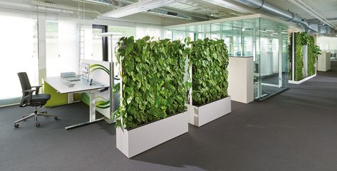 Configuration of the C+P office world according to biophilic design - C+P Dads Office, Plant Walls, Ergonomic Office Furniture, Corporate Offices, Space Dividers, Plants Ideas, Green Oasis, Green Office, Office Space Design